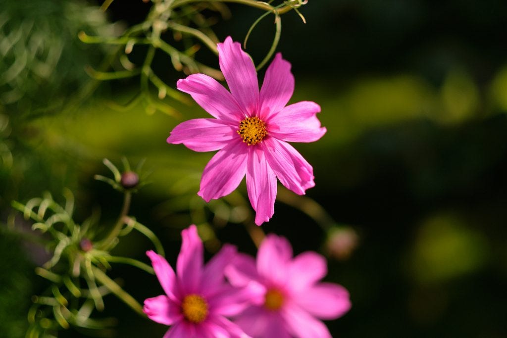 Fujifilm & Vintage lenses: X-E3 & Helios 44M 24